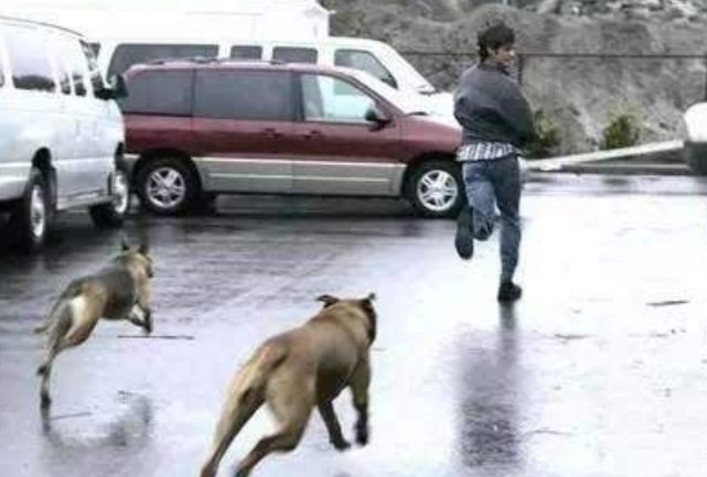 为什么被狗追时,只要人一蹲下狗就会跑?答案你绝对想