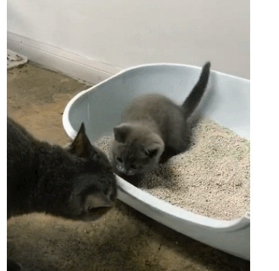 v猫砂认真家的小蓝猫,猫妈很离开表情包微幻信城的教它用猫砂图片