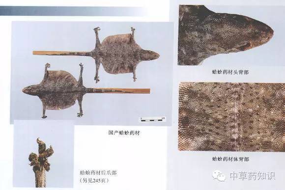 中药材蛤蚧