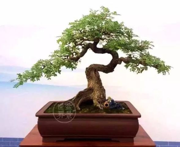 云南特色树种:清香木盆景的鉴赏与栽培