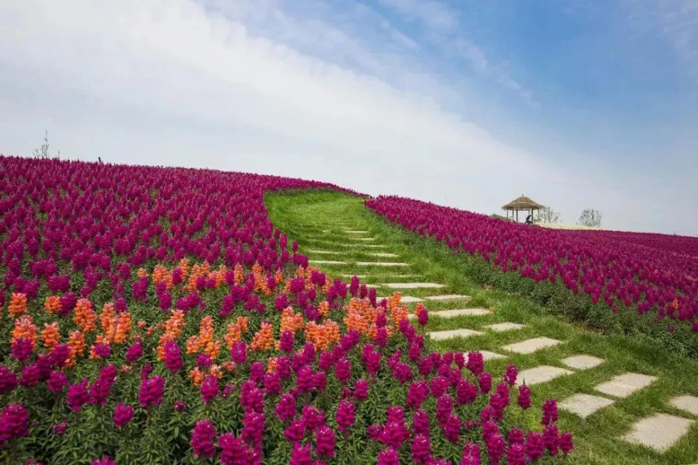 大径山花海