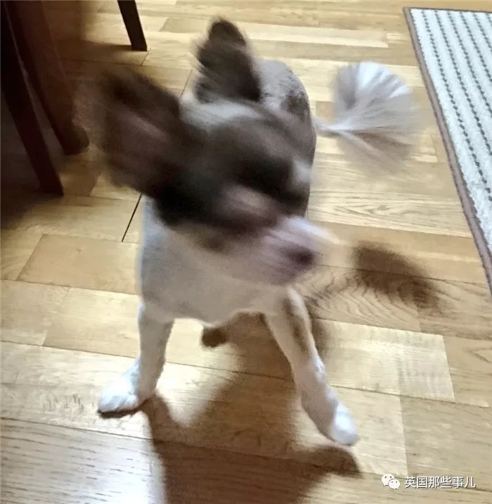 ▼飞到模糊的狗子