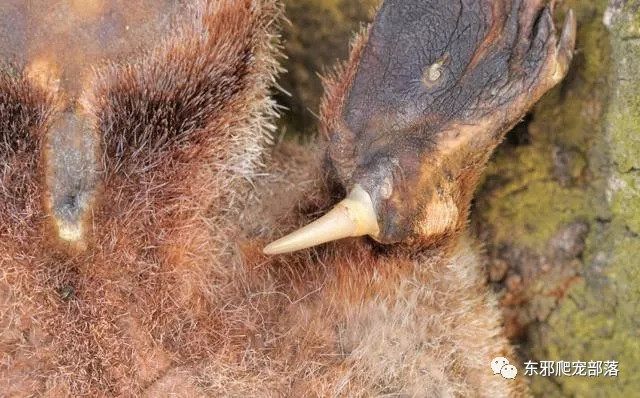 这些萌萌的哺乳类动物竟然藏着如此危险基因?