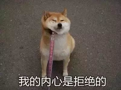 靠表情包出名的柴柴,却也有这样倔强到让人心疼的一面