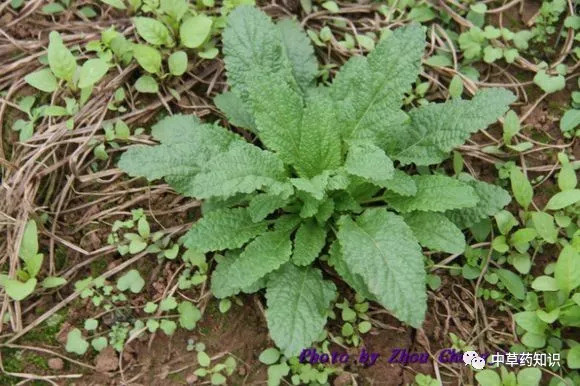 植物情况:一年生或二年生直立草本原植物:荔枝草科:唇形科产地:全国