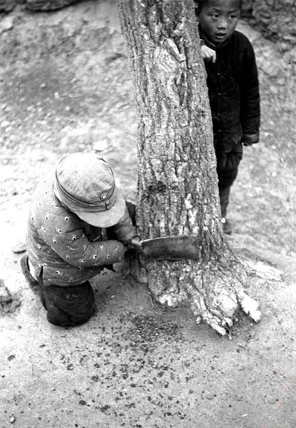 1942年河南大饥荒:剥树皮要有树才行,啃树皮前提你还有足够力气