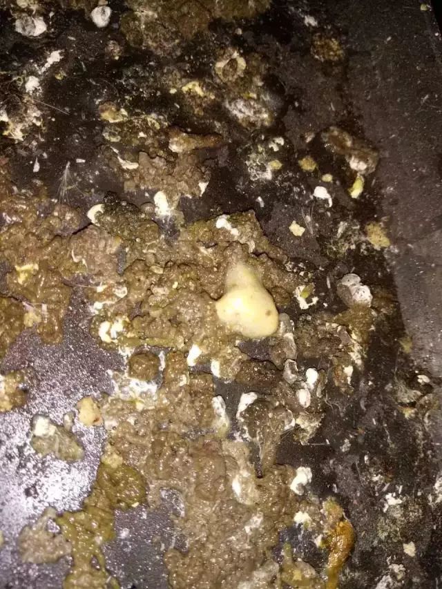 看鸡粪,识鸡病,提前预防没毛病