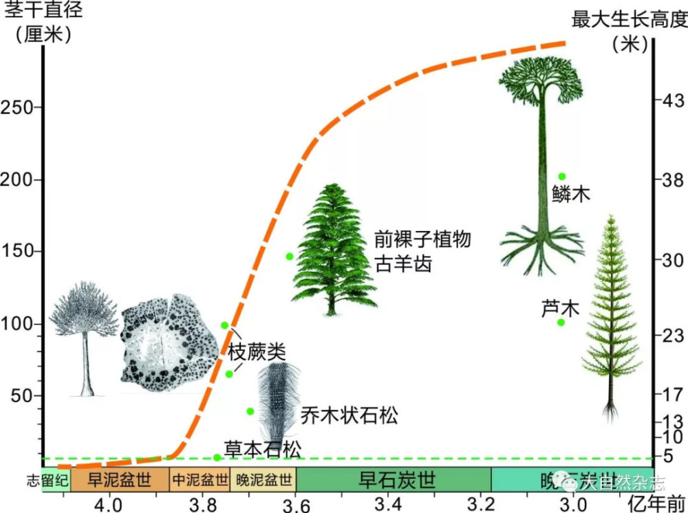 解读古老树木的生长奥秘