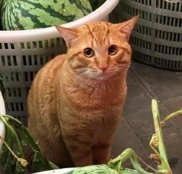 去水果摊买西瓜,看见一只橘猫守摊,竟吸引路人都在它