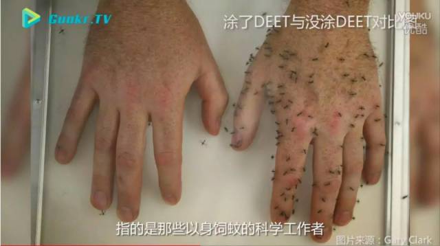 蚊子偏爱啥血型?灭蚊灯有害吗?避蚊胺和驱蚊