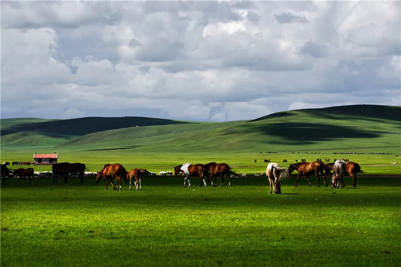 最广袤的颜色是什么?当然是这片绿色!