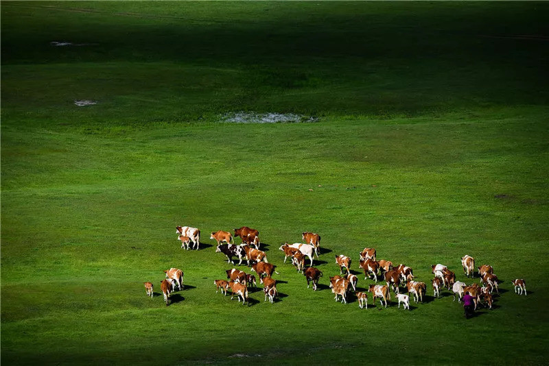 最广袤的颜色是什么?当然是这片绿色!