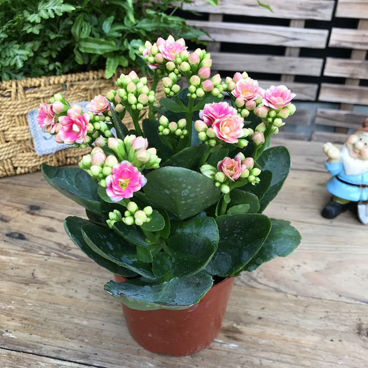 扦插后的长寿花发出小芽,该如何养护,才能快速生长?
