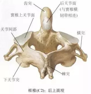 2-枢椎如发生错位,易患头痛,失眠,视力下降,记忆减退,眩晕,高血压和