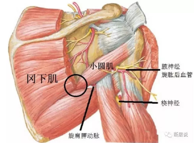 详解"小圆肌与冈下肌"