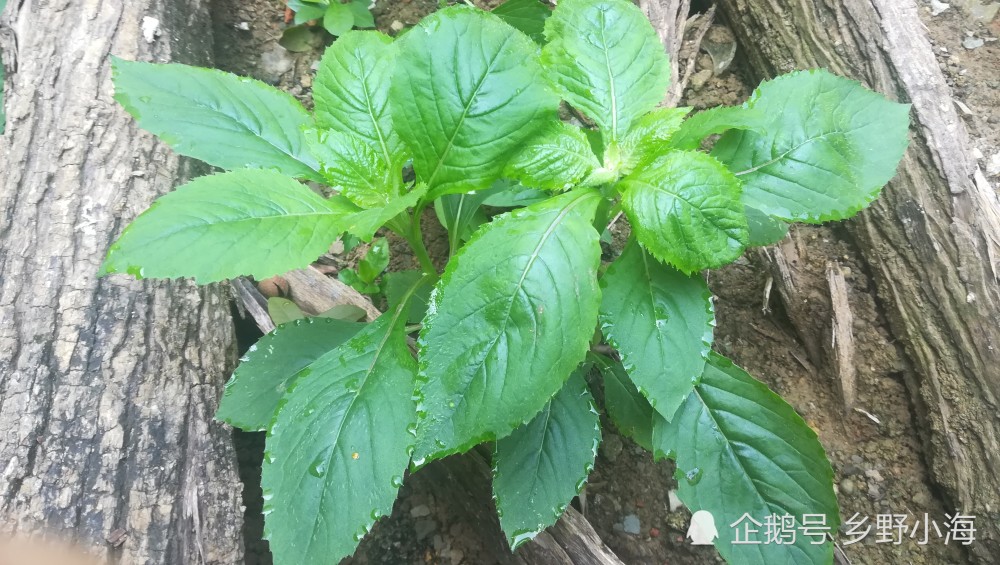 农村常见的野菜,被称为"革命菜,营养价值极高,你吃过吗?