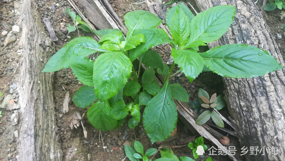 农村常见的野菜,被称为"革命菜" ,营养价值极高,你吃过吗?