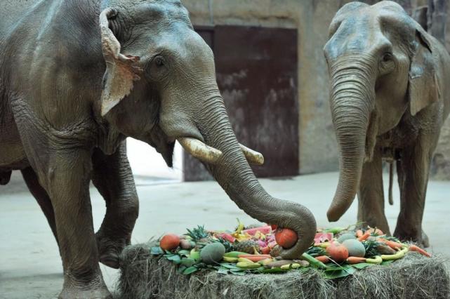 大象夫妻青岛过中秋 小朋友动手diy水果月饼 大象吃的可欢实