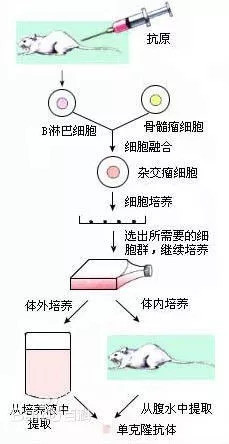 小鼠为何成了实验动物?小鼠与人类的基因组及生理构造