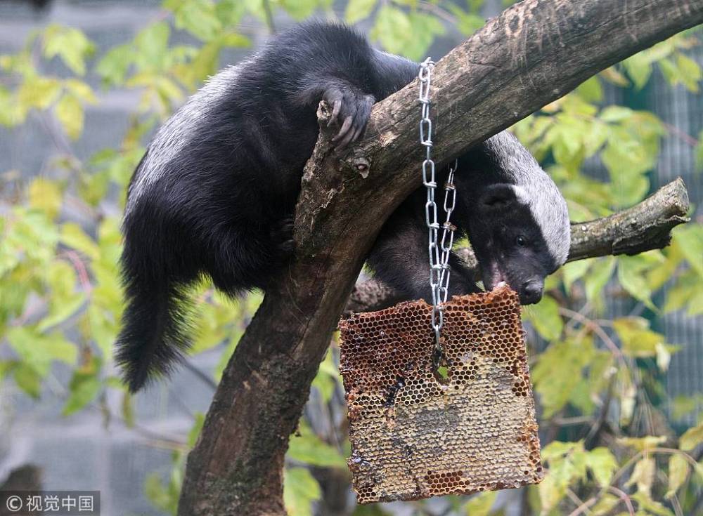 非洲"平头哥"蜜獾又火了!天不怕地不怕专治各种不服