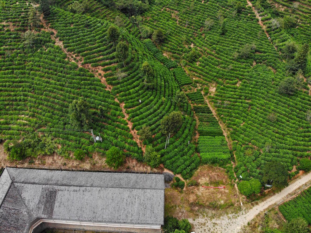婺源大鄣山有机茶园,治愈系绿茶