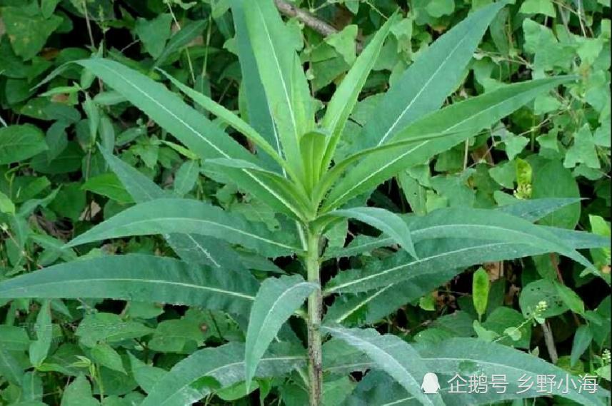 山苦菜,又称为山莴苣,是农村常见的一种野菜.