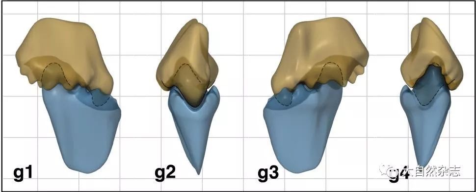 根据臼齿独特的形态特征将其种名命名为"双钵".