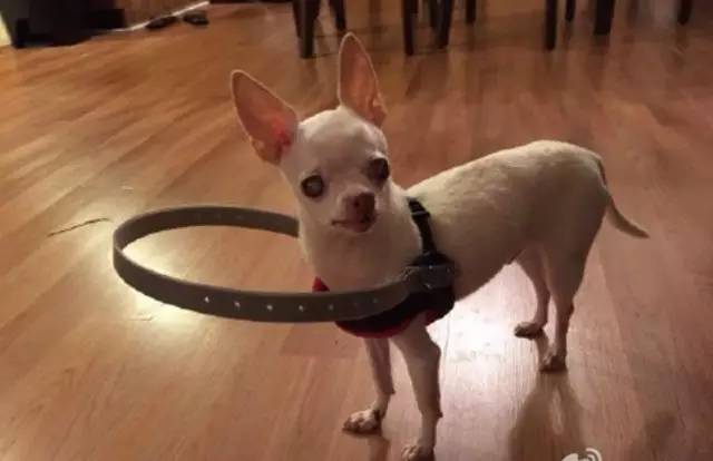 狗狗眼盲,于是她就给狗狗特制了一个导盲项圈