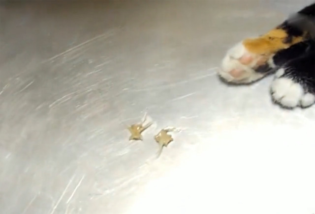 猫咪被鱼刺卡喉,接受治疗时表情好狰狞:铲屎的