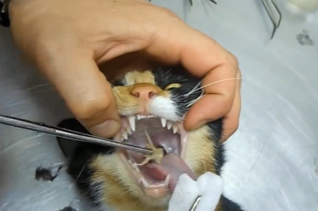 猫咪被鱼刺卡喉,接受治疗时表情好狰狞:铲屎的