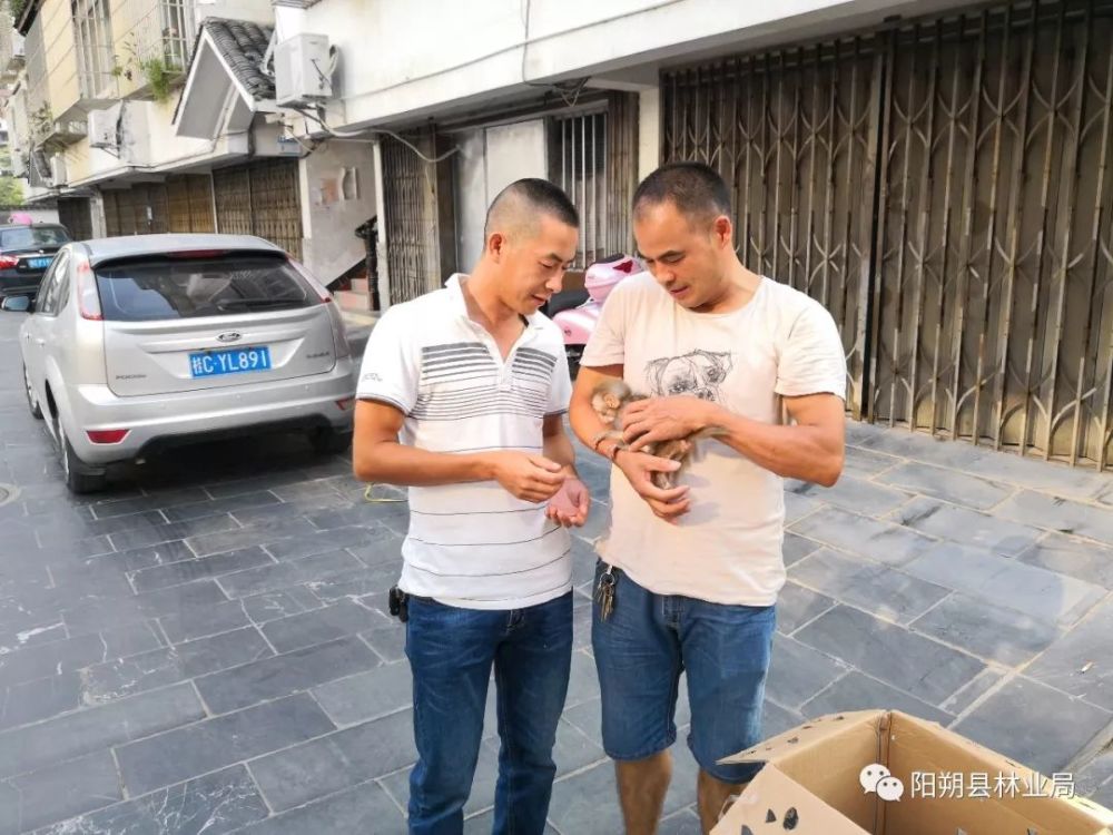 阳朔大源林场惊现猕猴,它是国家二级保护动物!