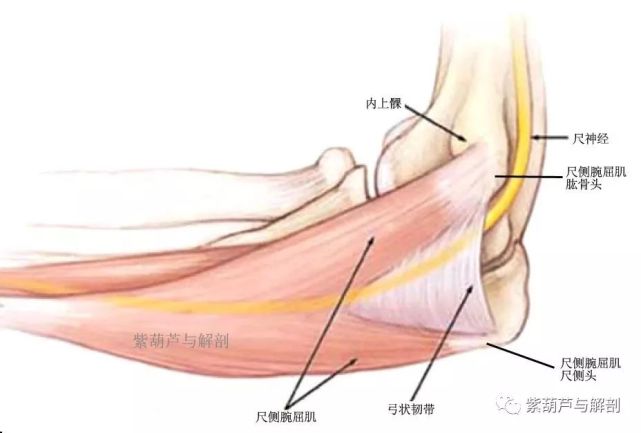 和两骨突之间的纤维性筋膜鞘覆盖,形成一个椭圆形的骨纤维管,称肘尺管