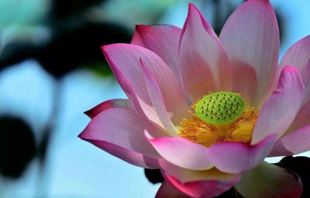 六道轮回的本体是什么?