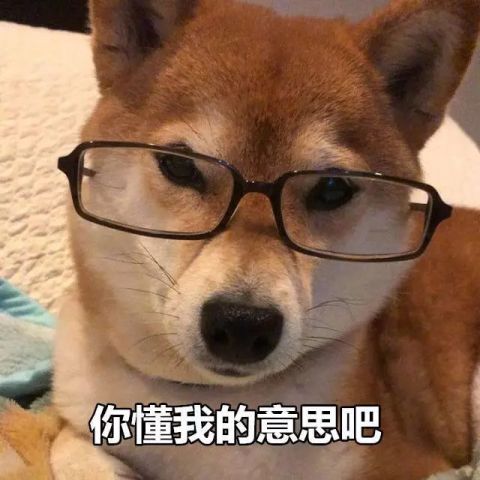 柴犬表情包:大家听我说,你们都是狗!
