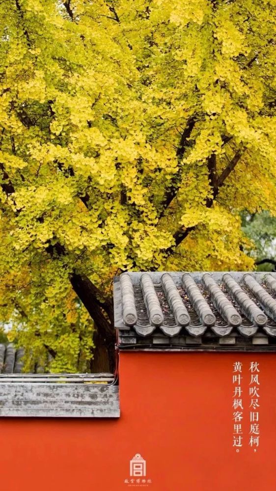 清风吹落梧桐,浇雨落地如霜,故宫的秋,一如北京,是许多人眼中的北平