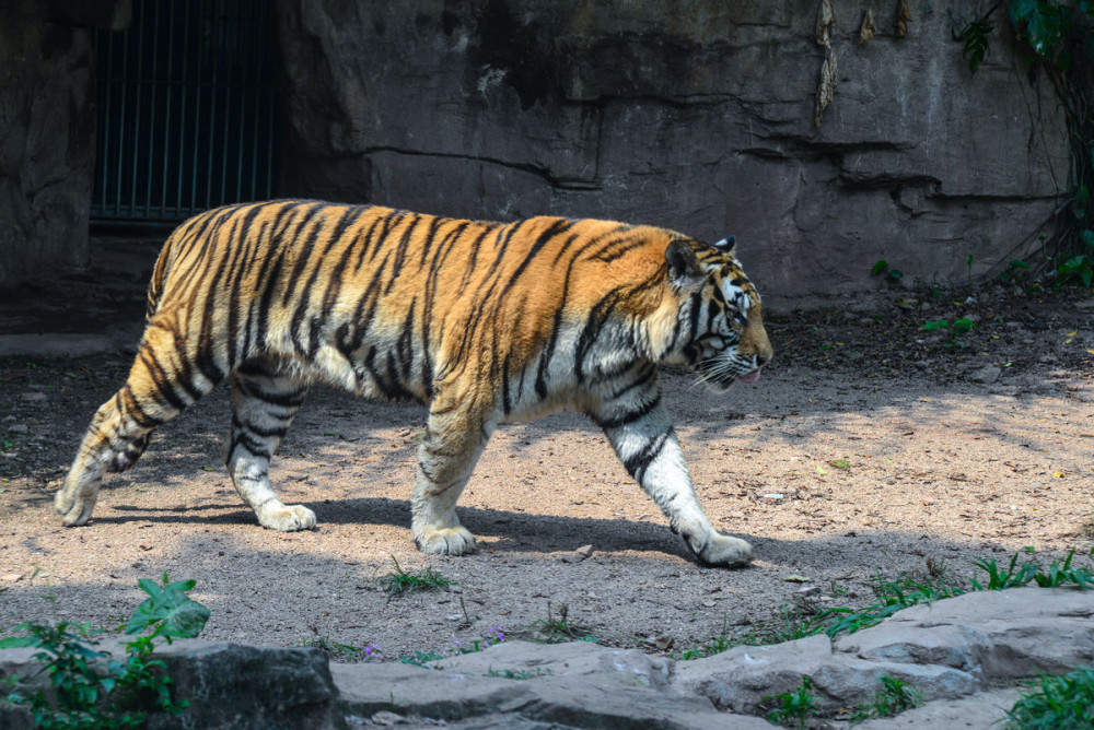 《山海经》中的上古凶兽,以铜铁为食,现在是闻