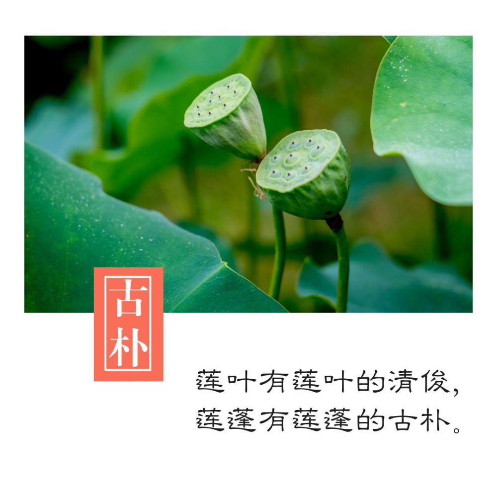 林清玄:我们要知道雪,只有自己到有雪的国度