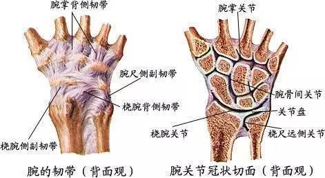 腕关节x线阅片技巧|腕关节|脱位|关节|桡骨远端骨折