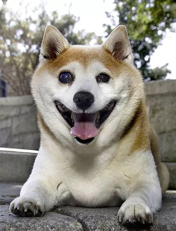 它就是最爱笑的柴犬,笑容背后却是满满的心酸啊