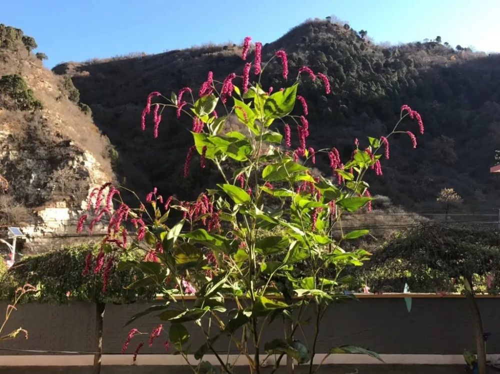 红蓼(polygonum orientale,蓼科,蓼属一年生草本植物,夏秋开花,除