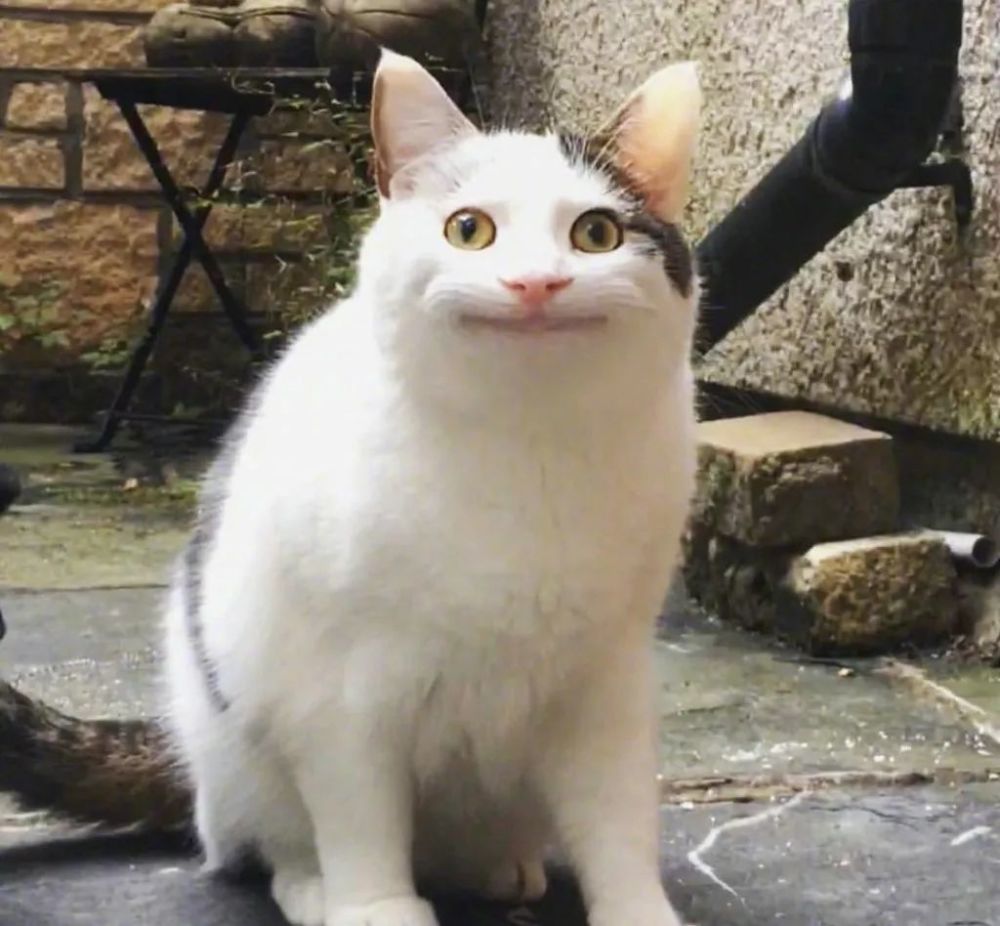 几个ps之后的假笑猫 这个尴尬不失礼貌的微笑 承包了我一大半的表情库