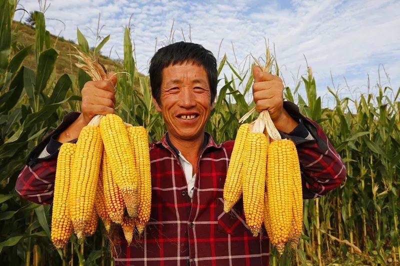 今天,为了农民,西吉这里举行了一场盛大的活动!