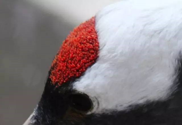 汗药、情花,这些大名鼎鼎的毒药到底是什么?