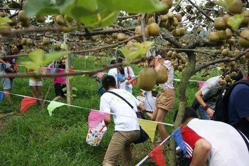 买猕猴桃,挑软的好还是硬的好?听果农说完,才