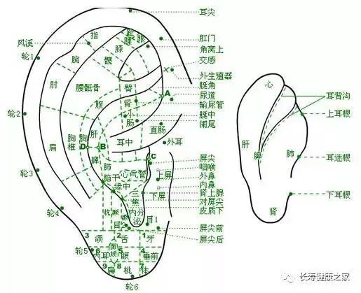 新研究！耳朵的秘密，让人吃一惊！看看你是不是长寿耳