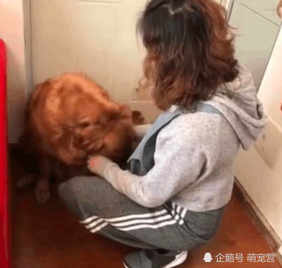 狗狗对主人依依不舍,趴在门口不让行,看到表情让人心疼不已