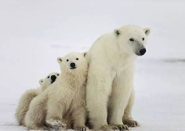 二年级上册课文《拍手歌》:到底是猫熊还是