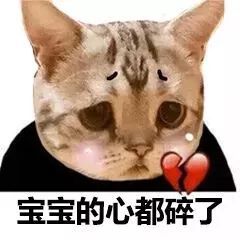 一组可爱的猫咪头表情包
