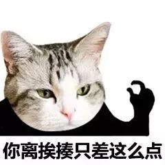 一组可爱的猫咪头表情包