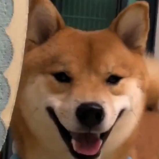 柴犬要求散步被拒,下一秒它的表情让主人慌了:傻狗还会翻脸了?